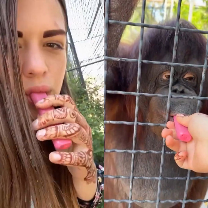 Luchkina for the orangutans Dana to smoke electronic cigarettes makes the animal have many abnormal behaviors