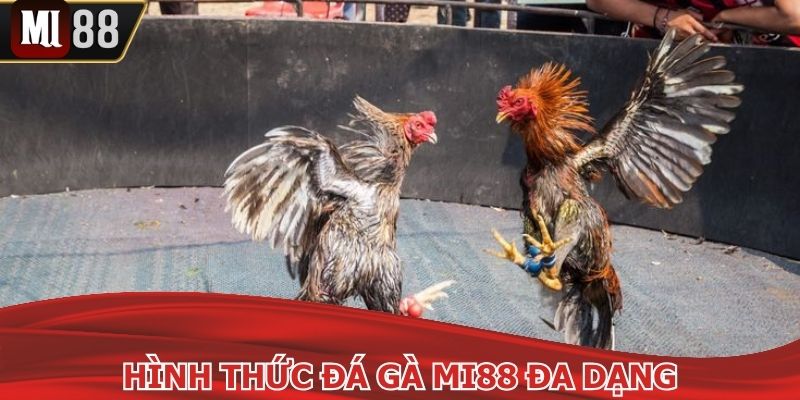 Hình thức chọi kê phong phú và đầy kịch tính