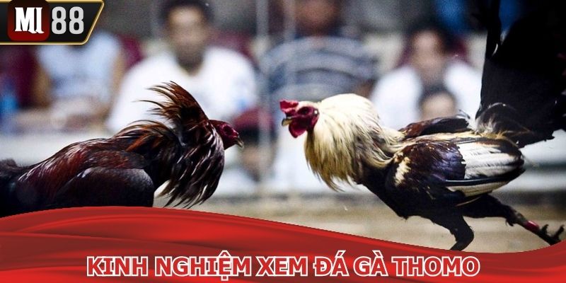 Kinh nghiệm tận hưởng link xem đá kê thomo online