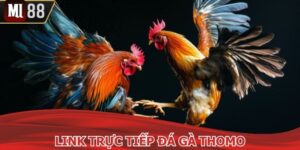 Link Trực Tiếp Đá Gà Thomo