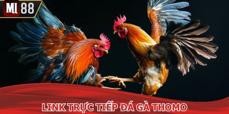 Link Trực Tiếp Đá Gà Thomo