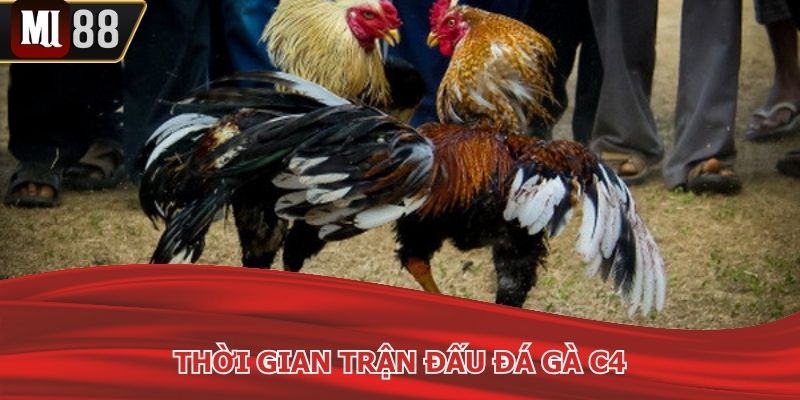 Một trận trực tiếp đá gà c4 rất nhanh, gọn