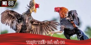 Trực Tiếp Đá Gà C4
