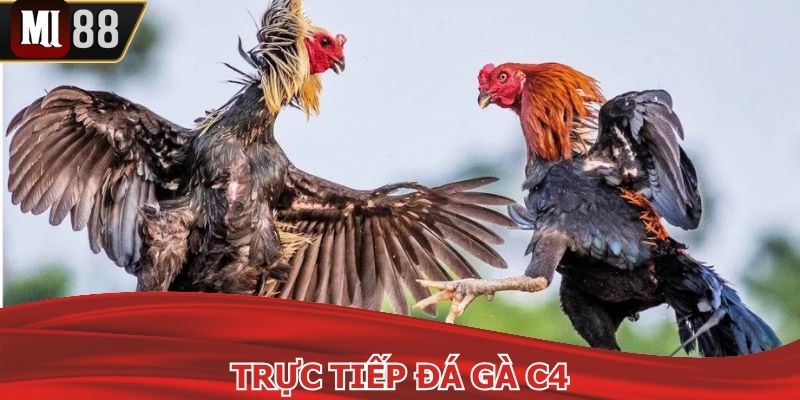 Trực Tiếp Đá Gà C4